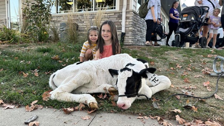 Hansens Farm Fresh Dairy baby cow. Photo credit Facebook 768x432