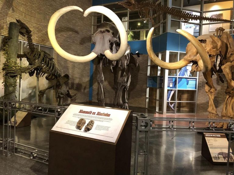 Lafayette Science Museum mastadons. Photo credit UL Lafayette Science Museum Facebook 768x576