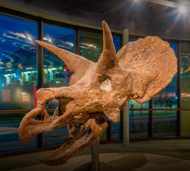 Louisiana Art Science Museum dino skull. Photo credit Facebook 768x689