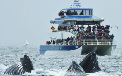 Major Marine Tours