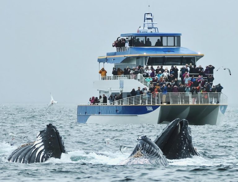 Major Marine Tours group tour. Photo credit Facebook 768x588