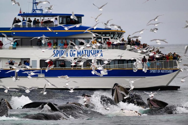 Major Marine Tours whale cruise. Photo credit Facebook 768x511