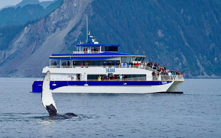 Major Marine Tours whale. Photo credit Facebook 768x480