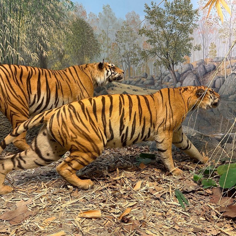 Milwaukee Public Museum tigers. Photo credit Facebook 768x768