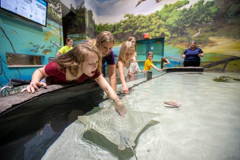 National Mississippi River Museum Aquarium sting rays. Photo credit Facebook 768x512