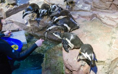 New England Aquarium