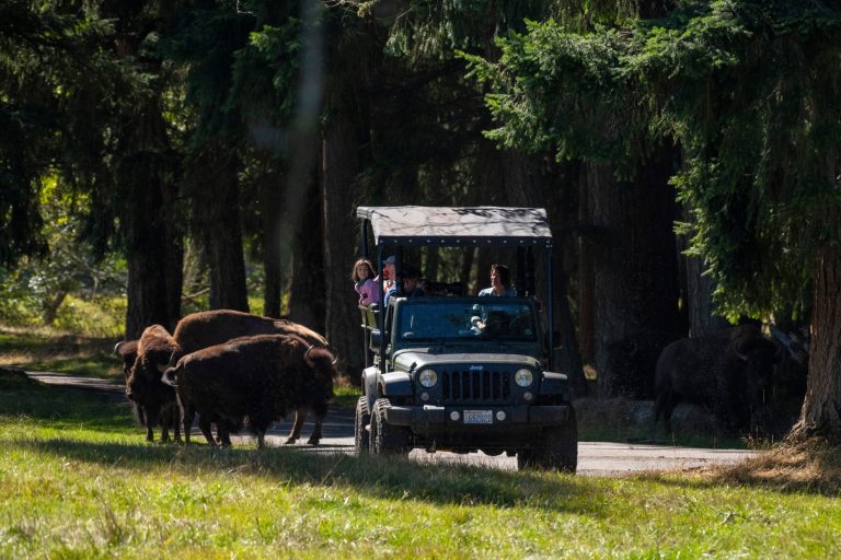 Northwest Trek Wildlife Park vehicle tour. Photo credit Facebook 768x512
