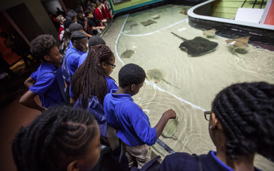 Georgia Aquarium