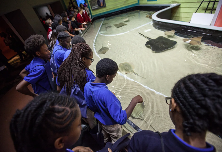 Photo credit Georgia Aquarium 2 768x525