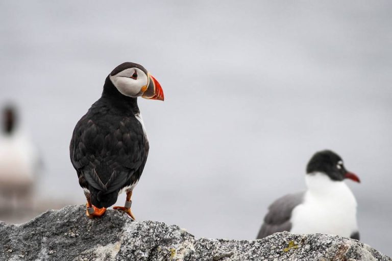 Project Puffin Visitor Center penguin. Photo credit Facebook 768x512
