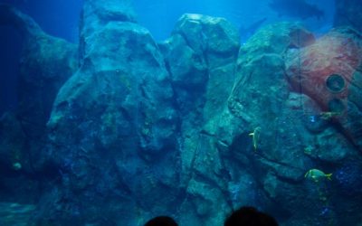 Adventure Aquarium