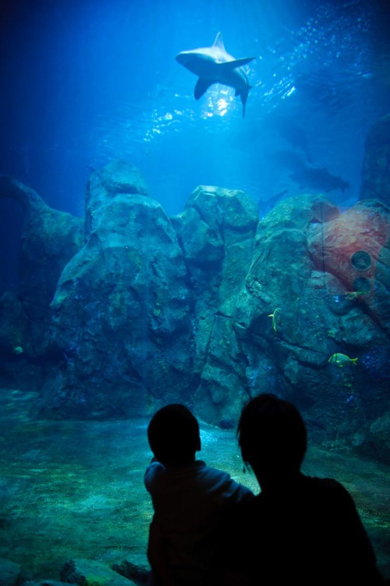 Shark @ Adventure Aquarium Camden New Jersey 768x1155