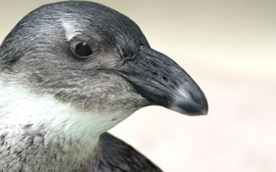 The Top 14 Zoos in the United States for Student Groups