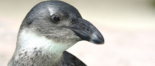 african_penguin-620x264