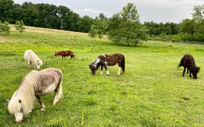 Land of Little Horses Performing Animal Theme Park