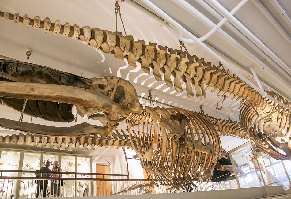 WhaleTrail_HarvardNaturalHistoryMuseum_KyleKlein_KKP_3824_GBCVB_2cb29ecc_0f33_4a62_8b32_61a7b40b0be8 (1)