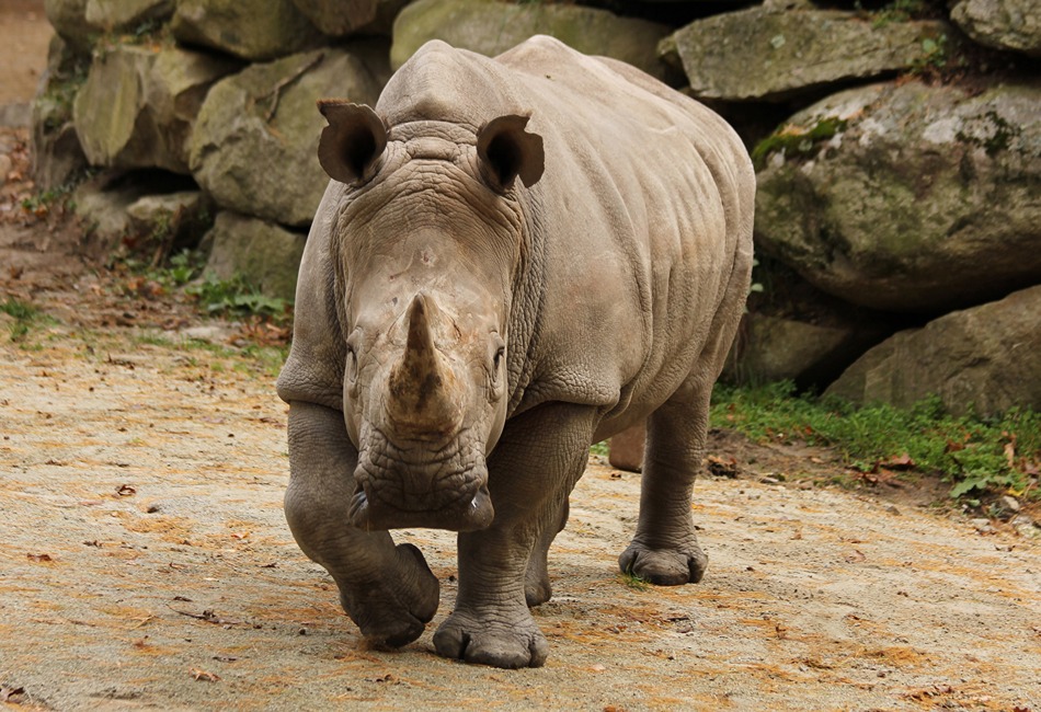 rhinoSouthwickszoo