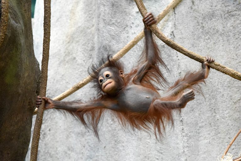 Brookfield Zoo Chicago baby monkey. Photo credit Brookfield Zoo Chicago Facebook 768x512