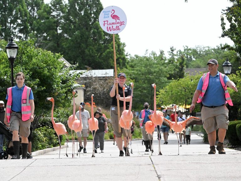 Brookfield Zoo Chicago fun with flamingos. Photo credit Brookfield Zoo Chicago Facebook 768x576