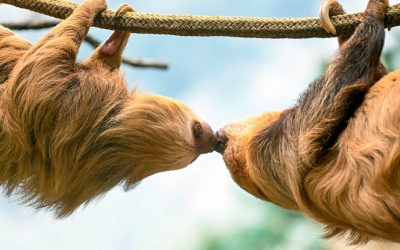 Brookfield Zoo Chicago