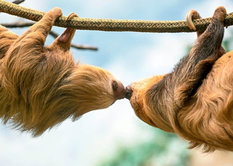 Brookfield Zoo Chicago two toed sloths kissing. Photo credit Brookfield Zoo Chicago Facebook 768x549