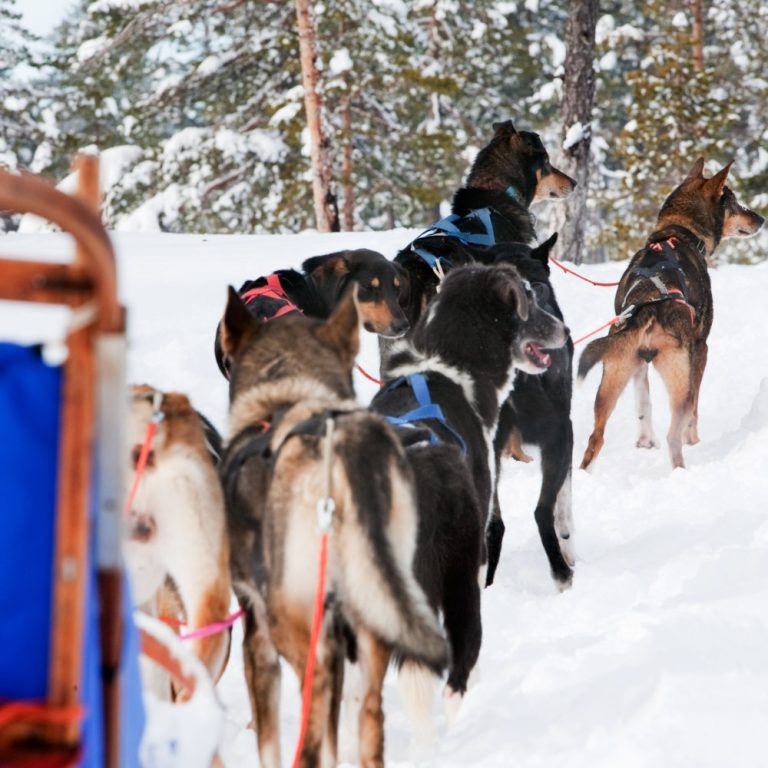 City Experiences by Hornblower Juneau Alaska dog sled experiences. Photo credit City Experiences Facebook 768x768