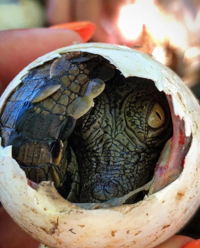Everglades Holiday Park Nile crocodile baby. Photo credit Everglades Holiday Park Facebook 768x950