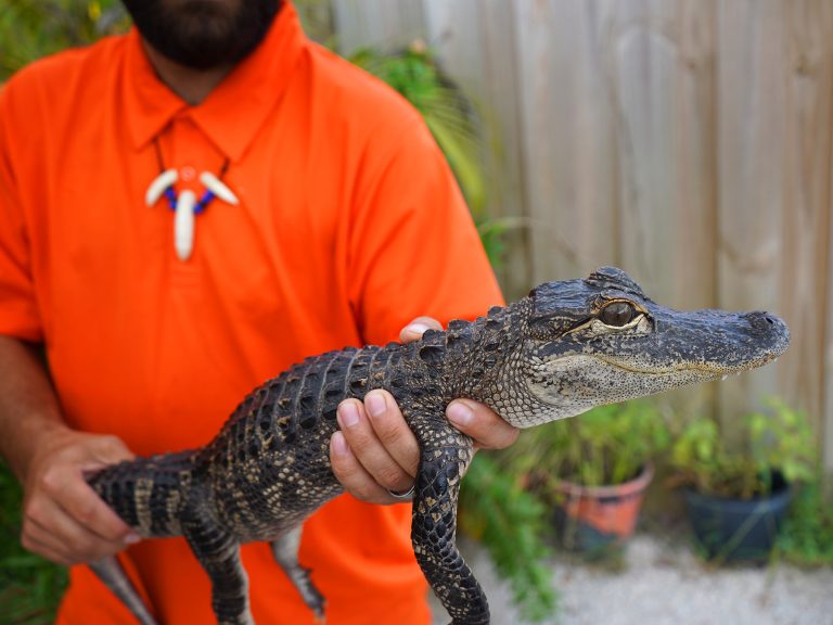 Everglades Holiday Park live animals. Photo credit Everglades Holiday Park Facebook 768x576