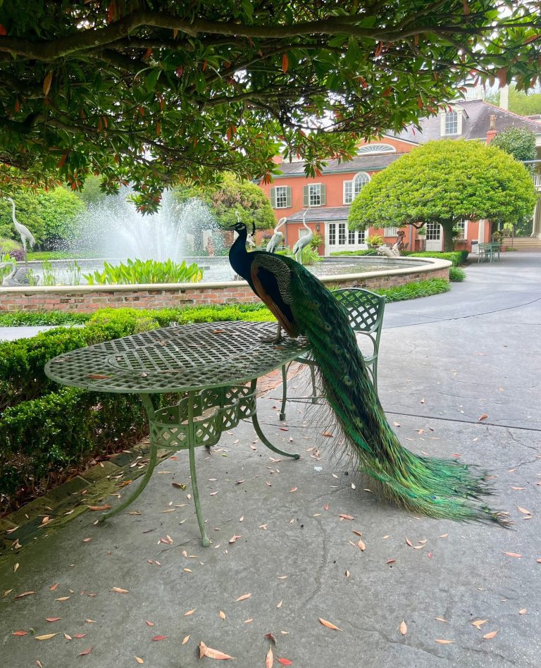 Houmas House and Gardens free roaming peacocks at the Houma House. Photo credit Houmas House and Gardens Facebook 768x948