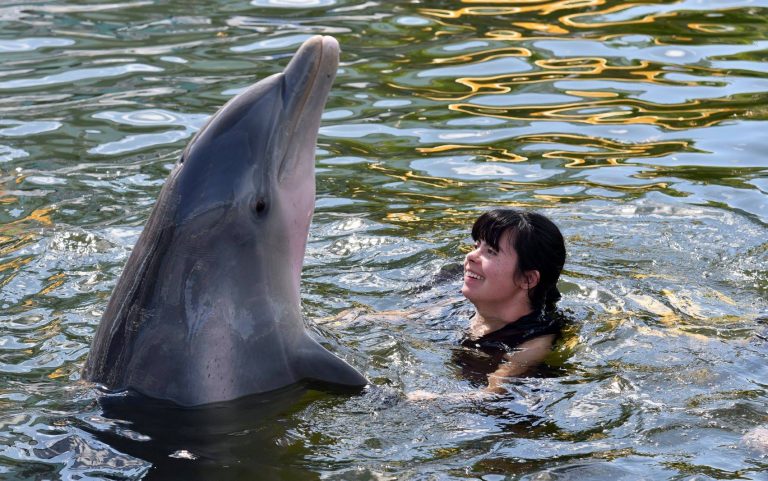 Island Dolphin Care swimming with dolphins 2. Photo credit Island Dolphin Care Facebook 768x481