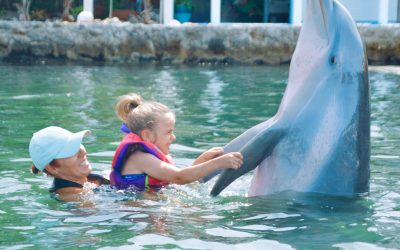Island Dolphin Care