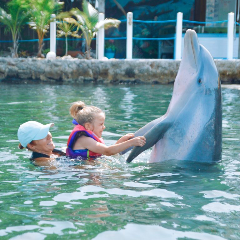 Island Dolphin Care swimming with dolphins. photo credit Island Dolphin Care Facebook 768x768