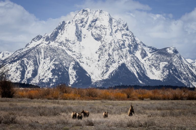 Jackson Hole Wildlife Safaris incredible wildlife viewing opportunities. Photo credit Jackson Hole Wildlife Safaris Facebook 768x512
