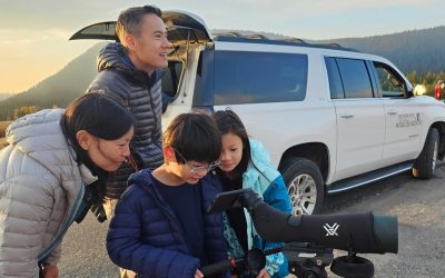 Jackson Hole Wildlife Safaris