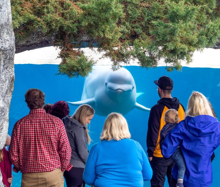 Mystic Aquarium in CT animal exhibit 2. Photo credit Mystic Aquarium Facebook 768x654