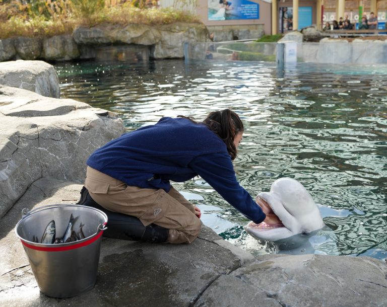 Mystic Aquarium in CT animal exhibit. Photo credit Mystic Aquarium Facebook 768x610