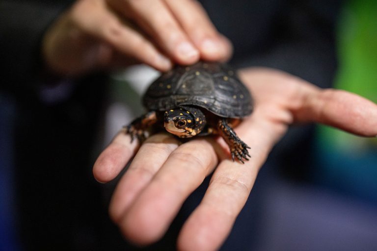 Mystic Aquarium in CT baby turtle. Photo credit Mystic Aquarium Facebook 768x512