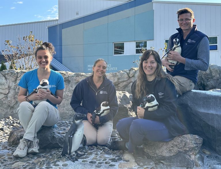Mystic Aquarium in CT hanging out with penguins. Photo credit Mystic Aquarium Facebook 768x588