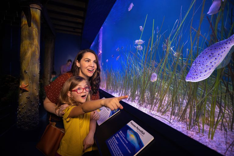 Newport Aquarium Parrotfish exhibit. Photo credit Newport Aquarium Facebook 768x512