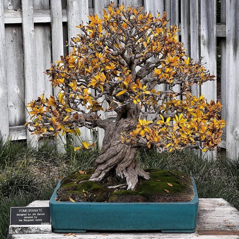 The Huntington Library Art Museum and Botanical Gardens bonsai. Photo credit The Huntington Library Art Museum and Botanical Gardens Facebook 1 768x767