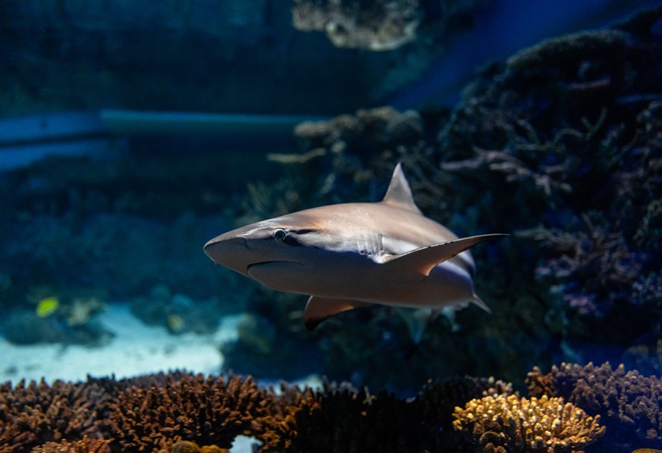 Shark Exhibit