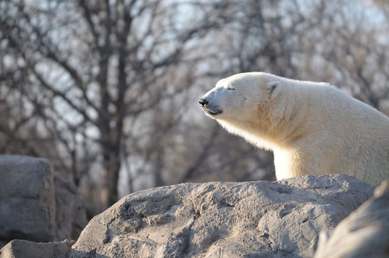 ABQ BioPark Robert Timmons CC BY 2.0 768x510