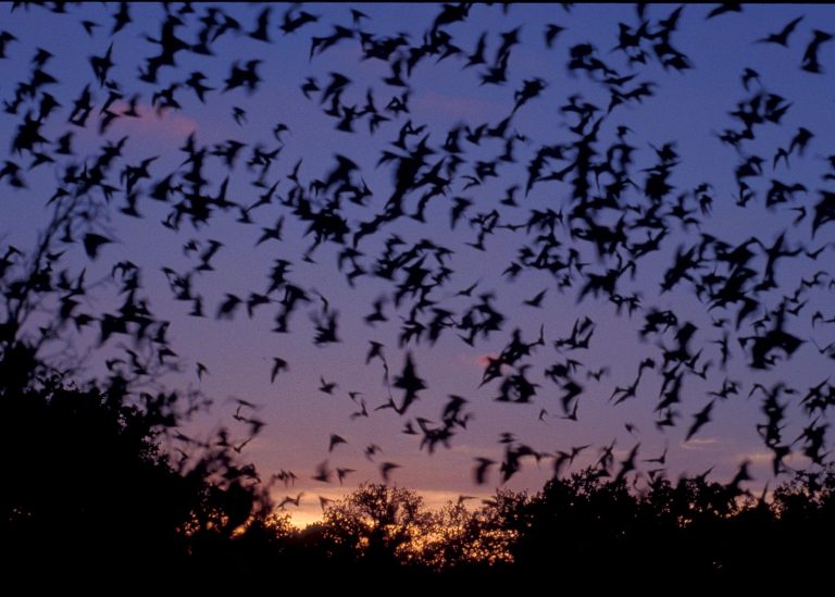 Carlsbad Caverns National Park bats take flight. Photo credit NPS 768x549