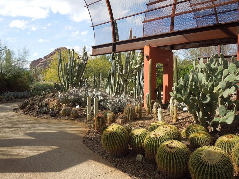 Desert Botanical Garden Simeon87 CC BY SA 3.0 768x576