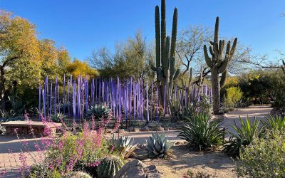 Desert Botanical Garden