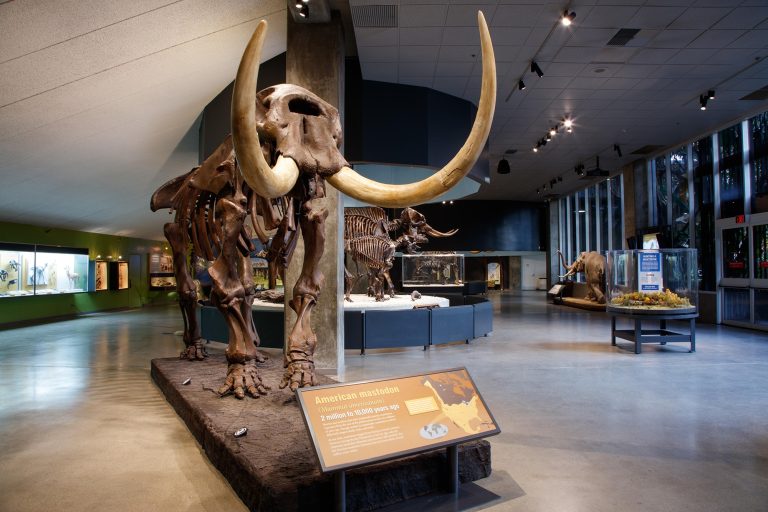 La Brea Tar Pits and Museum American mastadon exhibit. Photo credit La Brea Tar Pits and Museum Facebook 768x512