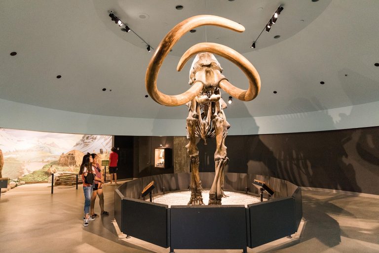 La Brea Tar Pits and Museum wooly mammoth exhibit with teens. Photo credit La Brea Tar Pits and Museum Facebook 768x512