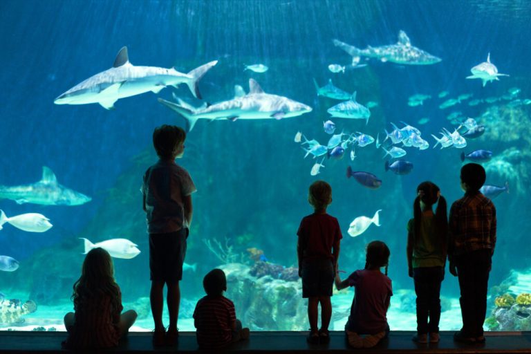 Loveland Living Planet Aquarium website 1 768x512