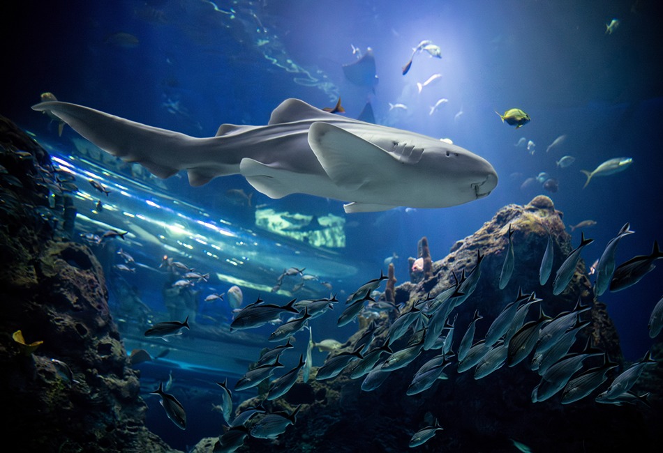 MS-Aquarium Beaver Festival