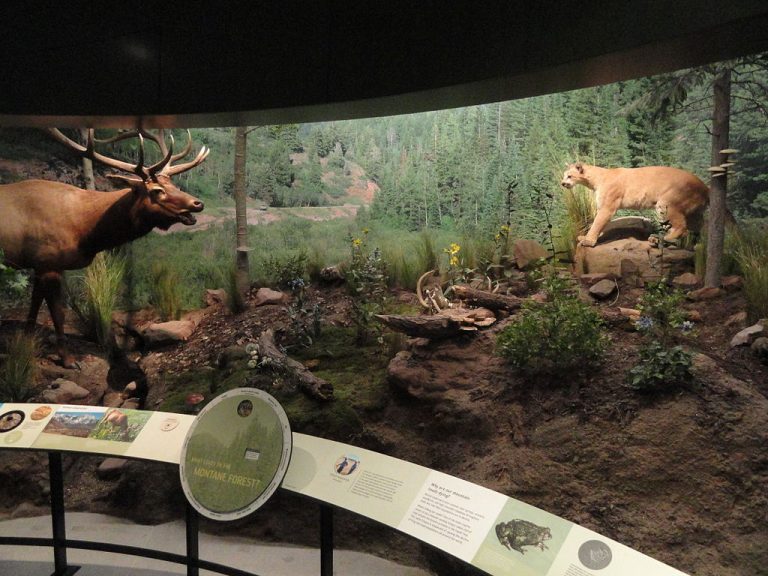 Natural History Museum of Utah Daderot CC0 via Wikimedia Commons 768x576
